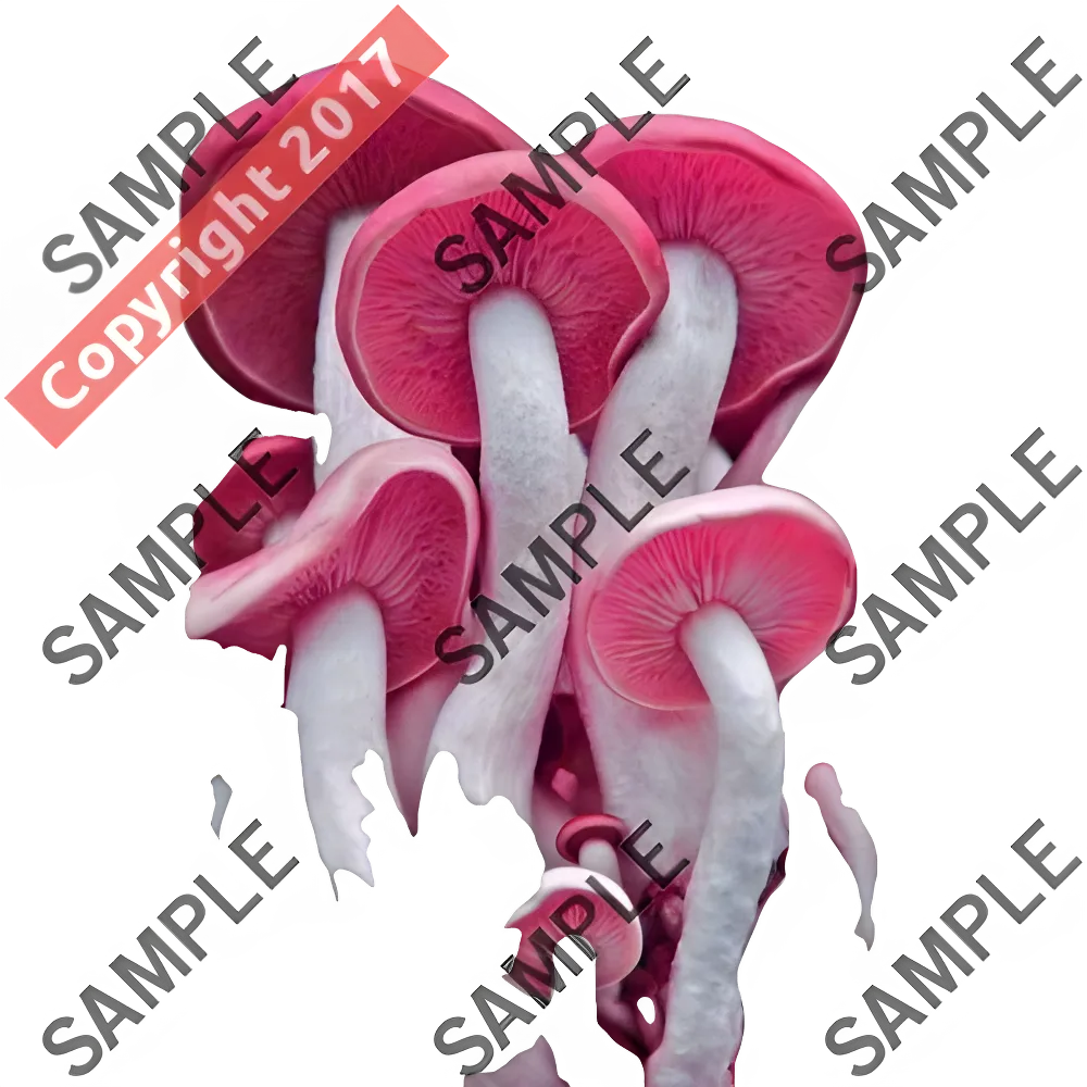 Vibrant pink oyster mushrooms with white stems from Thailand Art Project Röcke