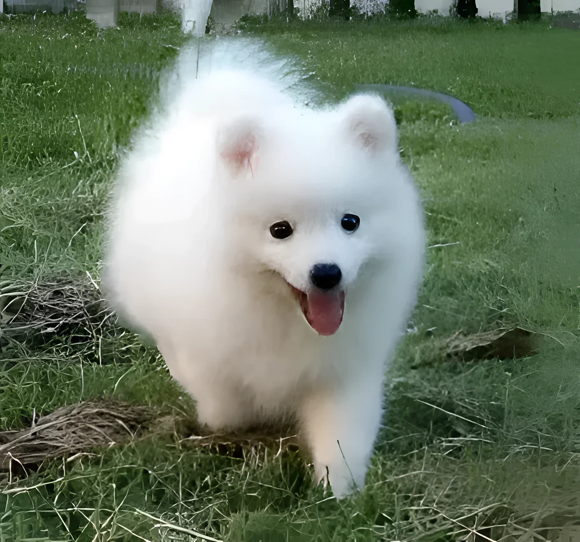 White fluffy dog toy displayed in the Low Reso Dog product for pets