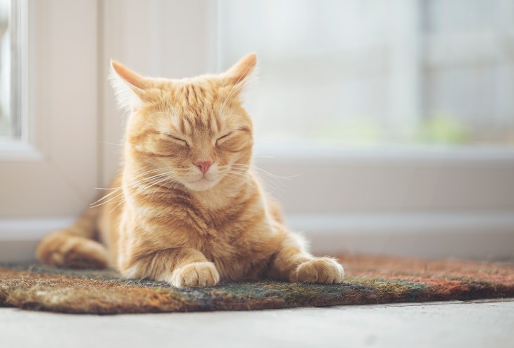 Chat tigré orange avec des pattes blanches allongé sur un rebord de fenêtre pour un nouveau produit à vendre et à acheter long titre et 55