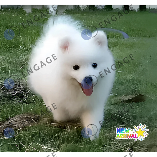White fluffy dog toy displayed in the Low Reso Dog product for pets